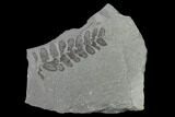 Pennsylvanian Fossil Fern (Neuropteris) Plate - Kentucky #142405-1